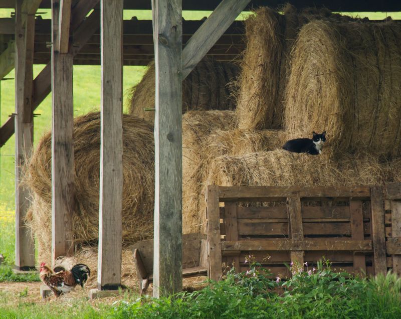 Pole Barn Painting in Summer